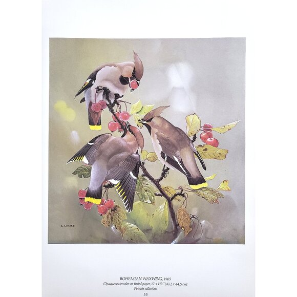 Bohemian Waxwing by Glen Loates Book Plate Reproduction Art Print 9.5" x 13.5" - Picture 1 of 1